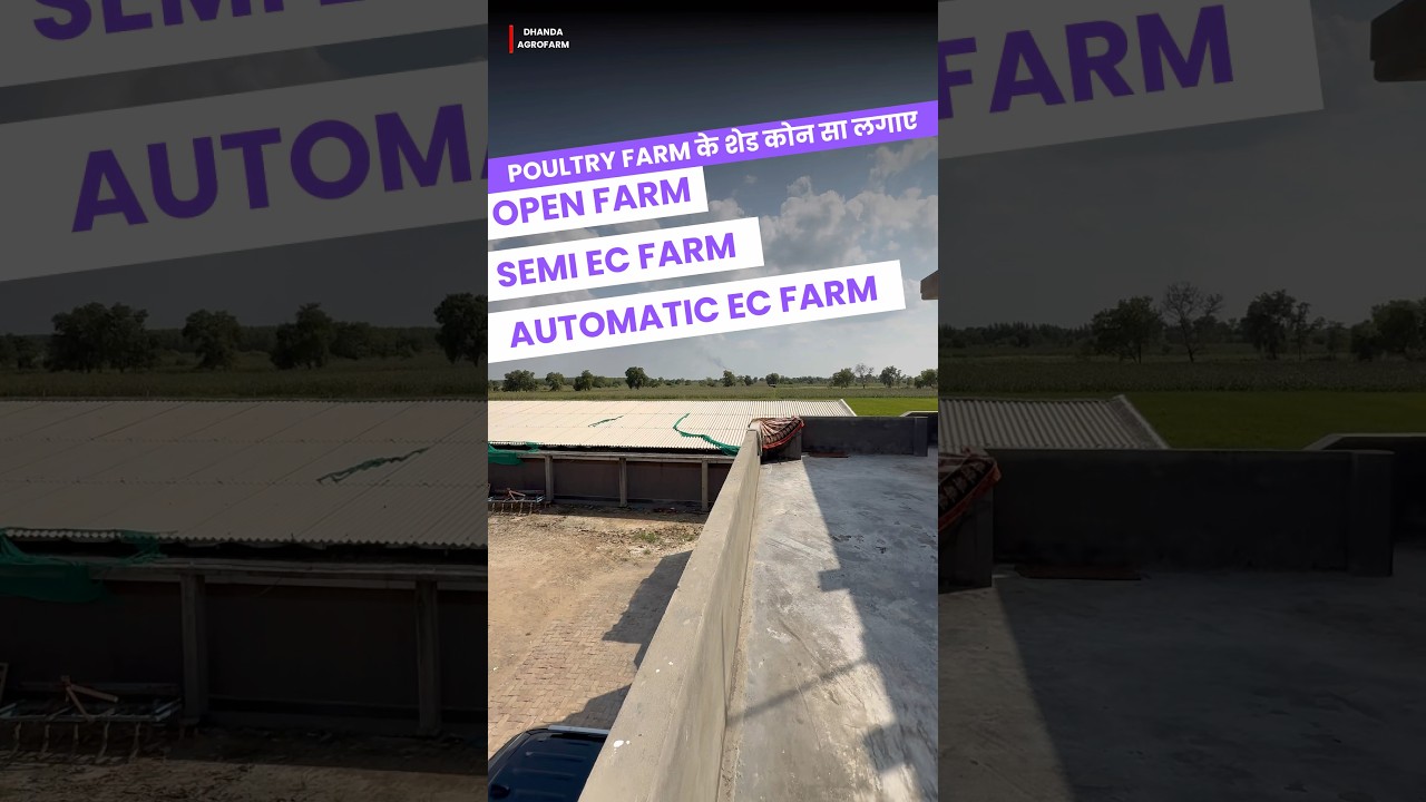 10000 Chiks Ec Poultry Farm Automatic Vs Open Shed Lakho Kamai  #poultry