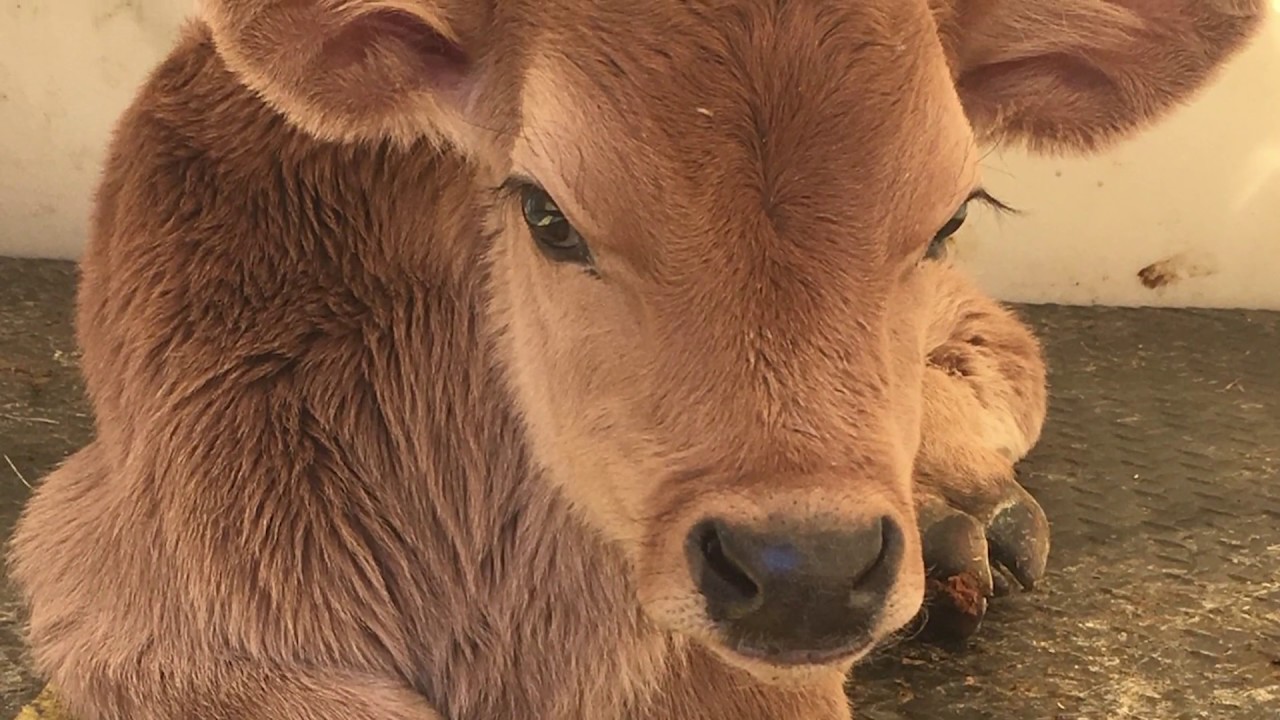 How to Graft an Orphan Calf to a Cow