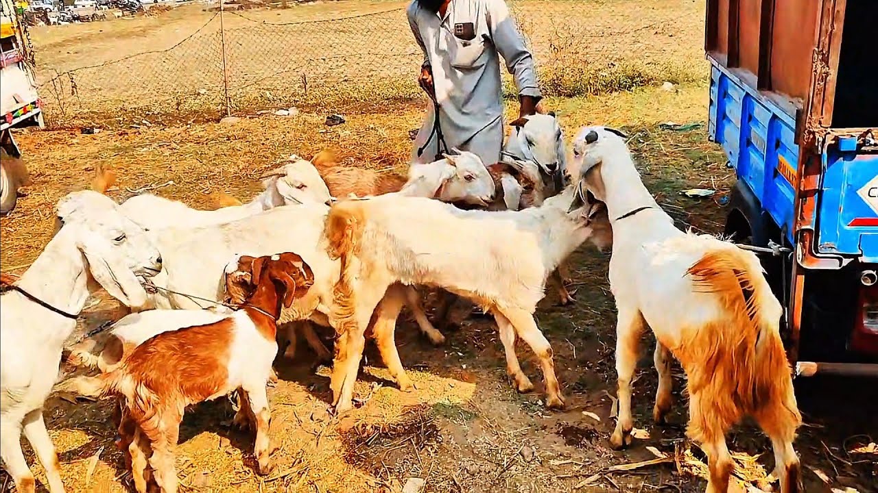 Dewas Bakra Mandi Live Update | Malwa Biggest Bakra Mandi 