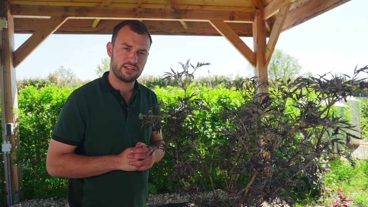 Plantpraat Sambucus nigra