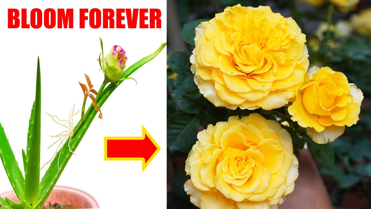 Я привила розу на алоэ вера — результат меня потряс!