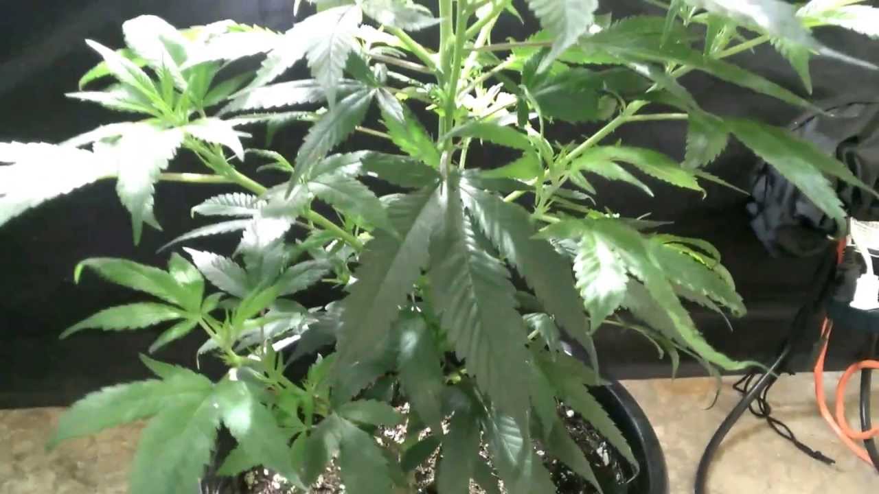 the bubblegum experiment week 3