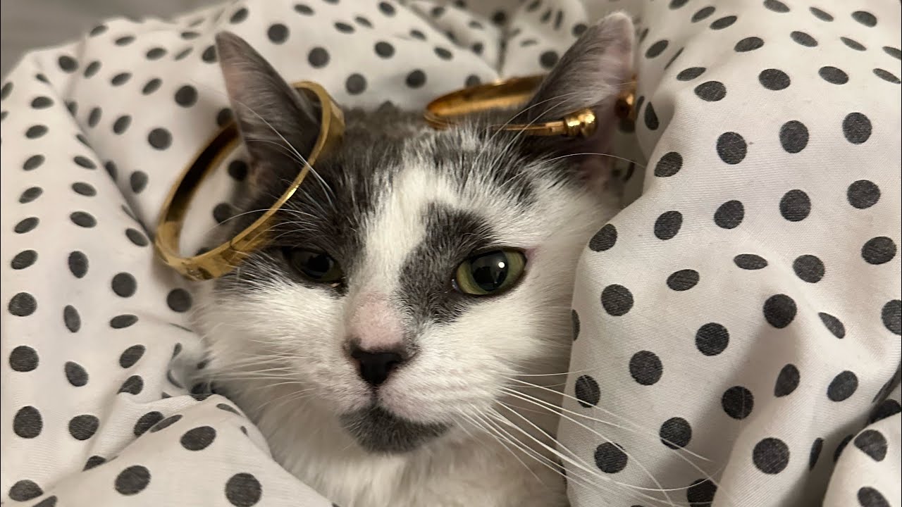 Funny cat video  #cat #kitten #comedy #funny 
