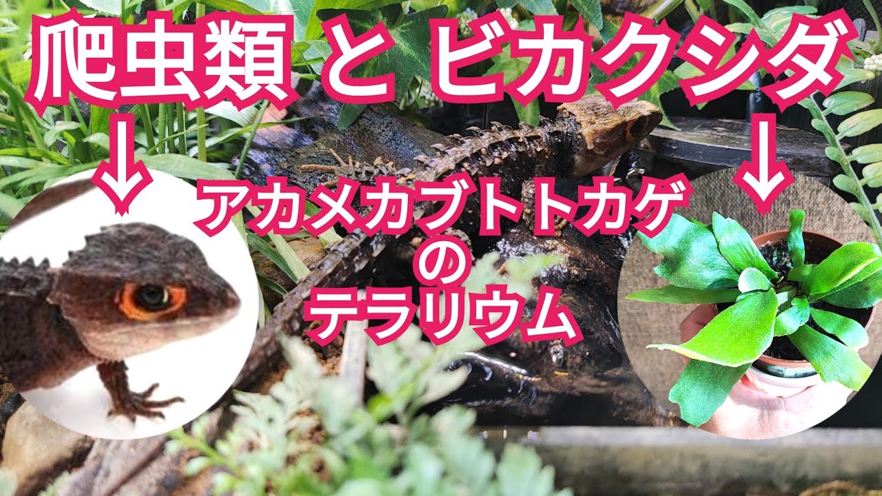 爬虫類とビカクシダ？