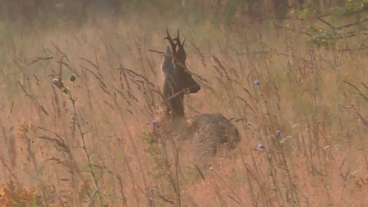 Охота на косулю на гону с манком. Попали в зоопарк. Hunting for roe deer during the rut with a decoy