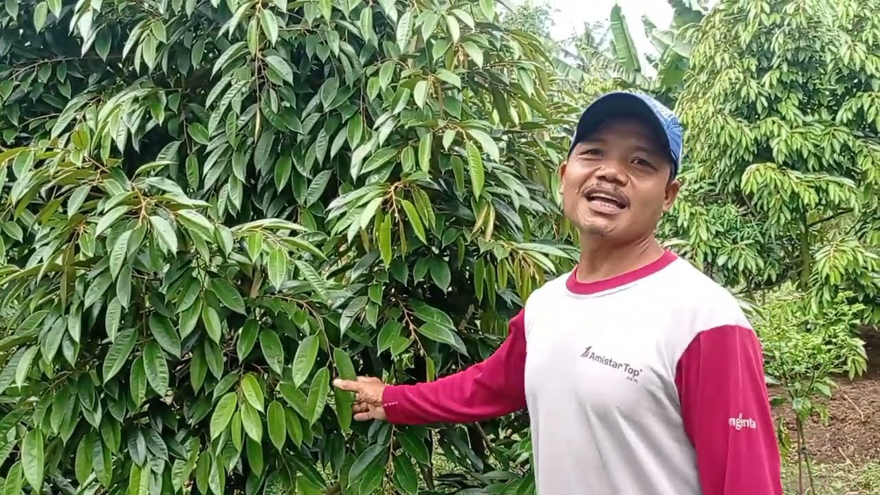 PUPUK NYA HANYA KOE KAMBING DI RENDAM WA TLP 081328018166