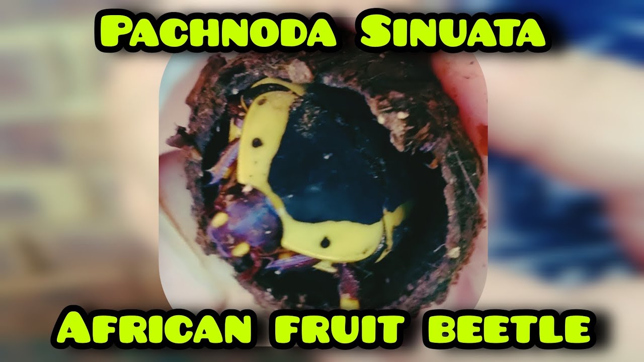🪲 The African Fruit Beetle PACHNODA SINUATA - FRIEND or FOE??? 🪲