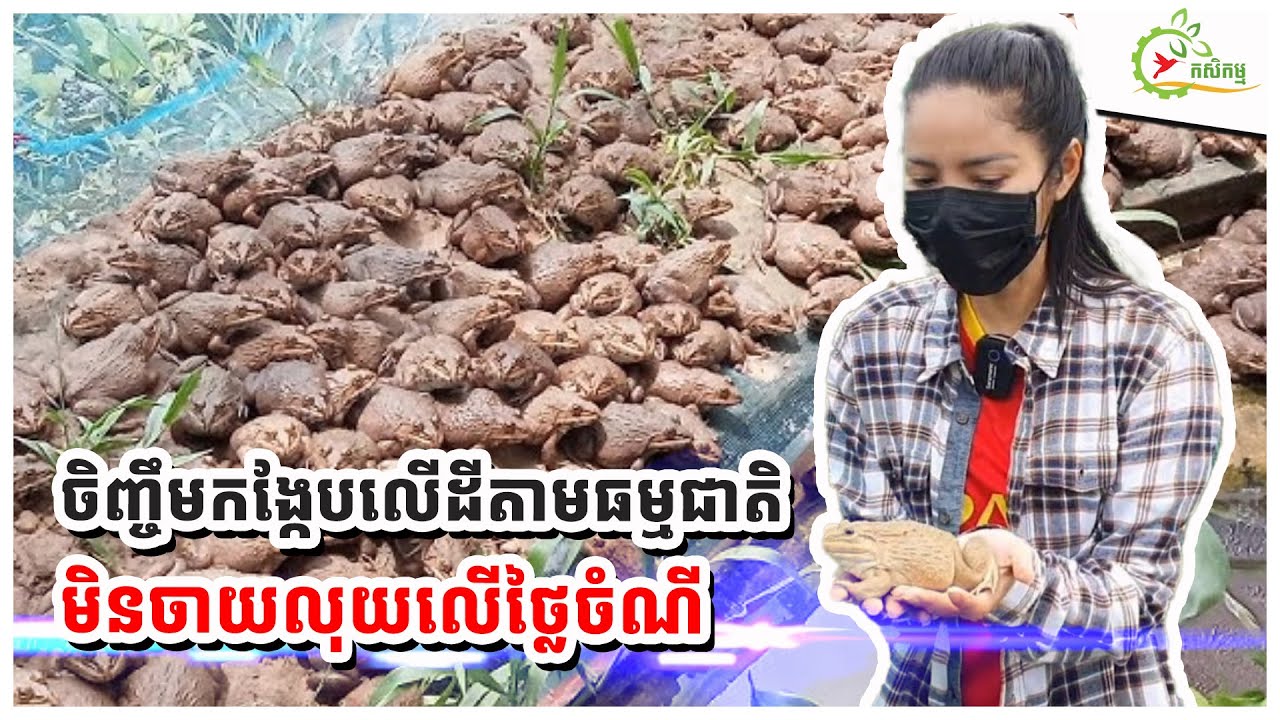 ចិញ្ចឹមកង្កែបលើដីតាមធម្មជាតិ មិនចាយលុយលើថ្លៃចំណី