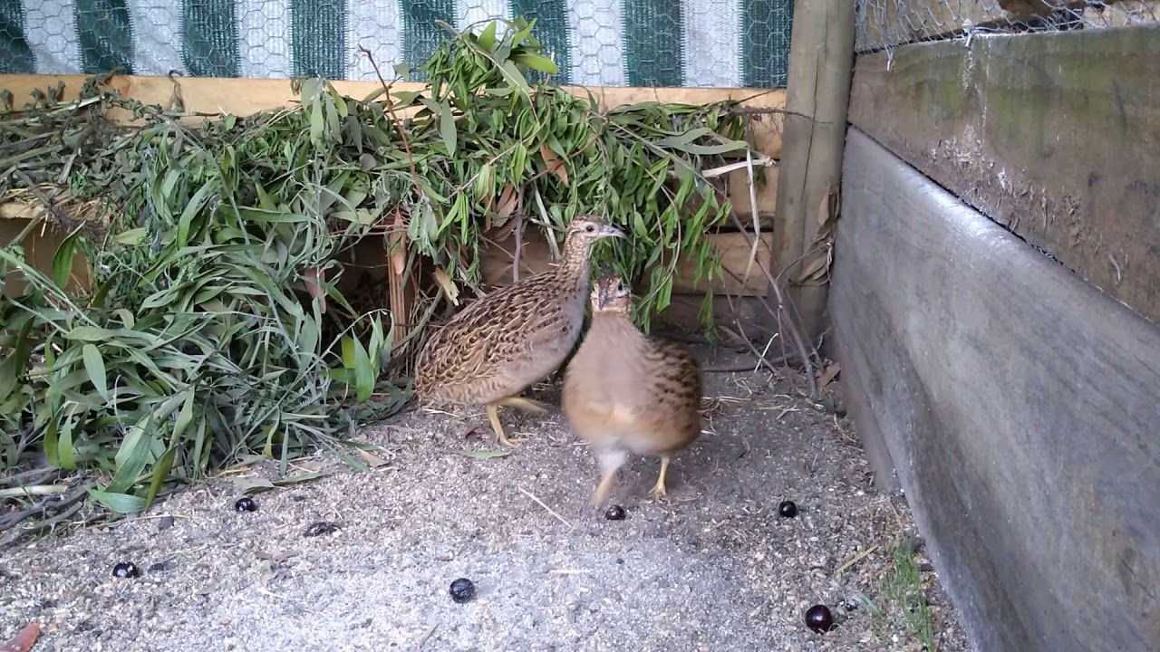 Perdiz macho cortejando