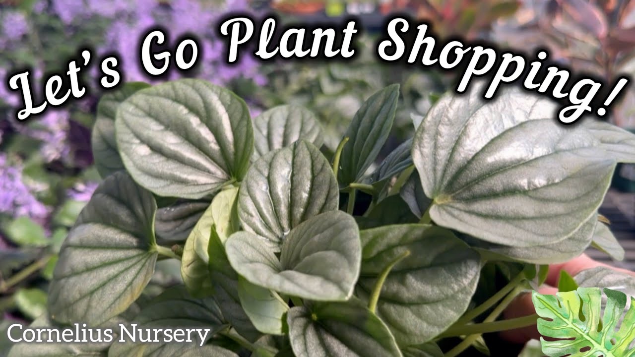Chill Vibes and Green Finds: LoFi Plant Shopping Adventure