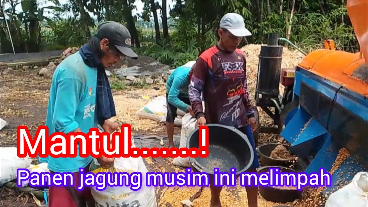 Panen jagung petani tulen mantap #fypシ゚viral #viralvideo #blowerjagung #petanijagungindonesia 