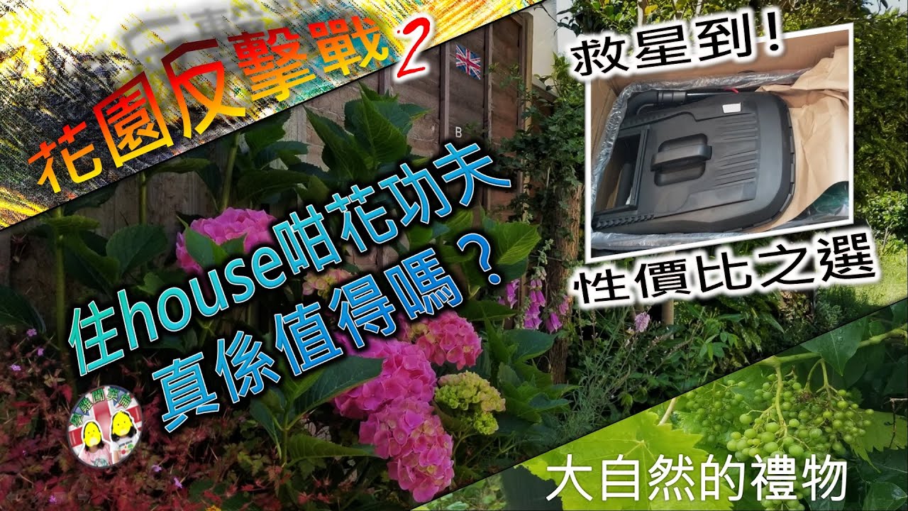 [學雞闖英倫] 花園反擊戰2｜出動最後剪草武器！值得推介嗎？驚喜！來自大自然的禮物｜散發香氣的盆栽｜有花園的甜酸苦辣｜我地會繼續住house嗎？ #BNOvisa #住house #打理花園 #剪草機