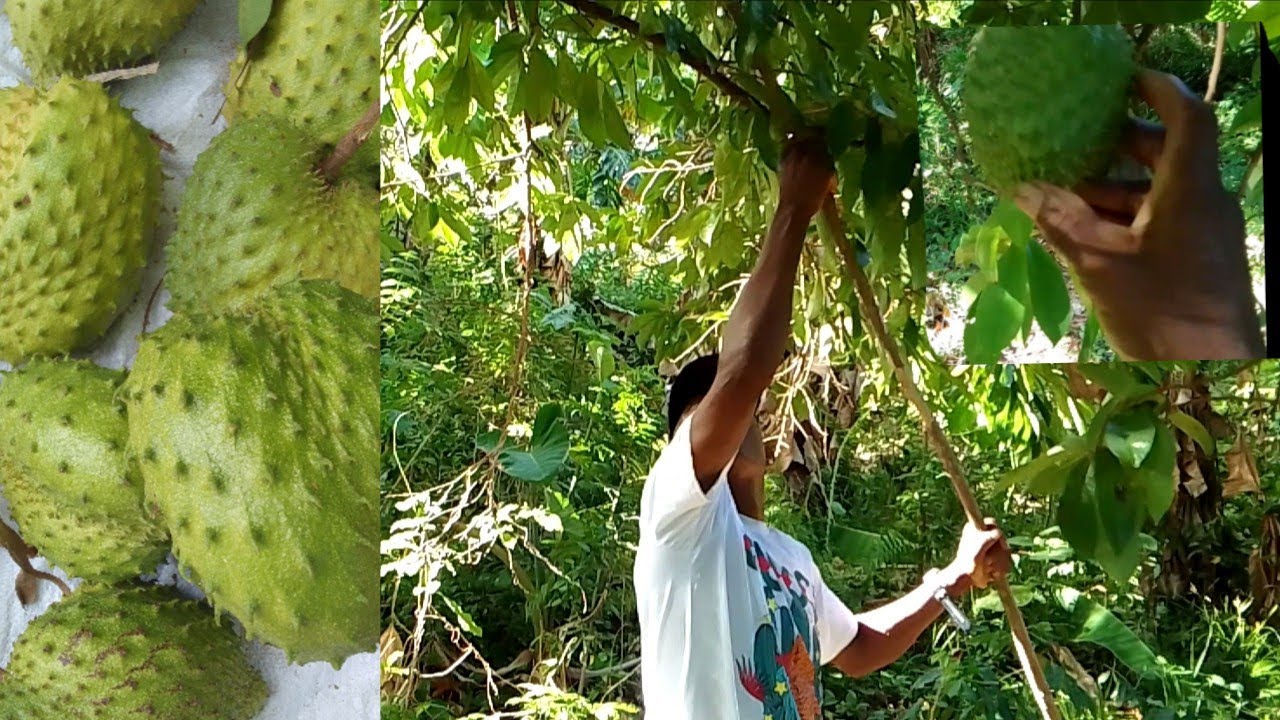 Eating some fruits on the farm and picking some soursop 
