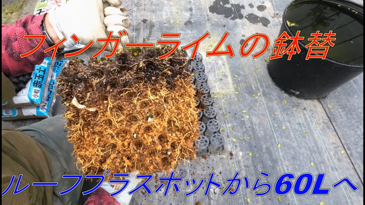 フィンガーライムの植替え（鉢増し）