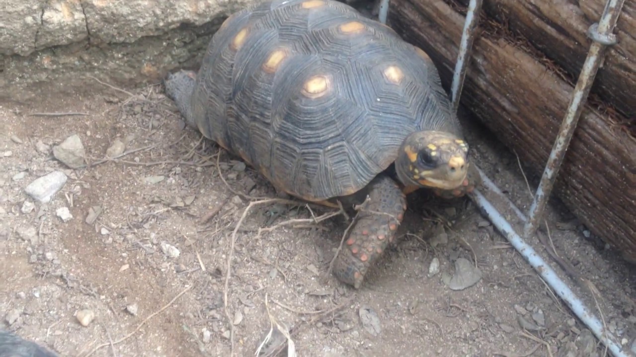 Ficha de cuidados de las tortugas C. carbonaria | TortuReptiles