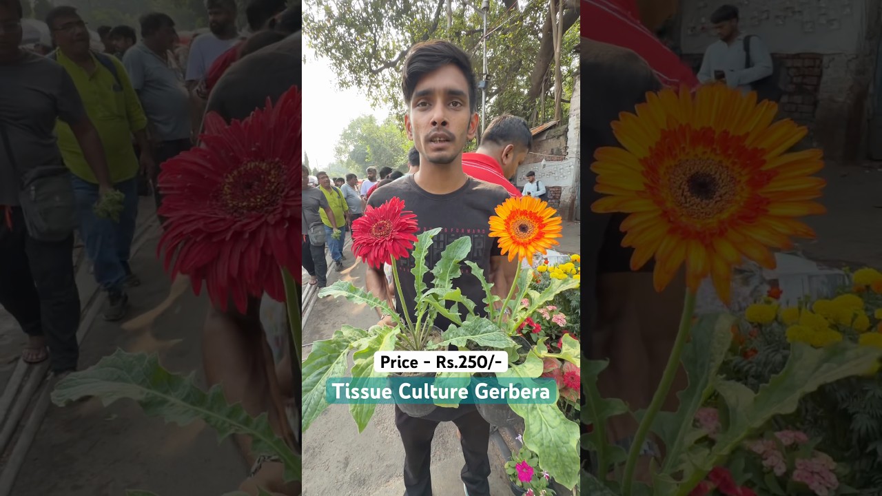 Tissue Culture Gerbera Flower Plant at Bapon Nursery #shorts #viral #gerbera #flowers #plants