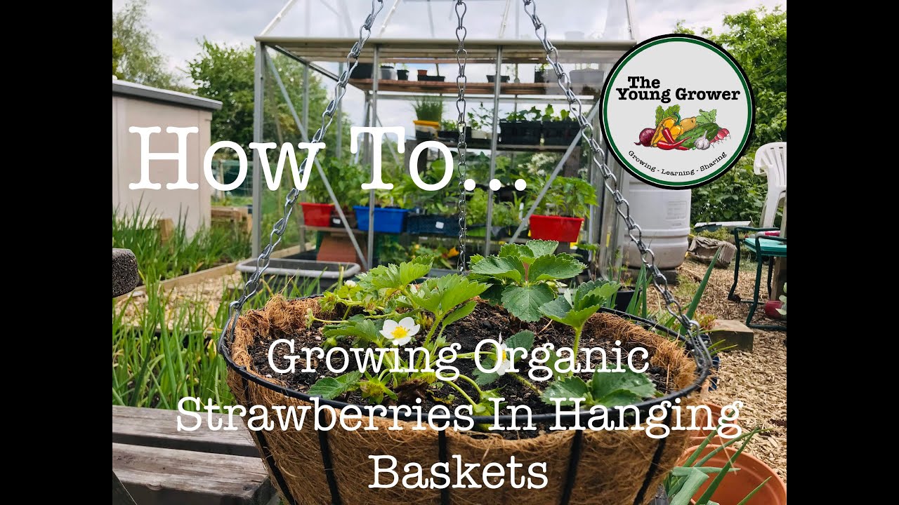 How To Grow Organic Strawberries In Hanging Baskets