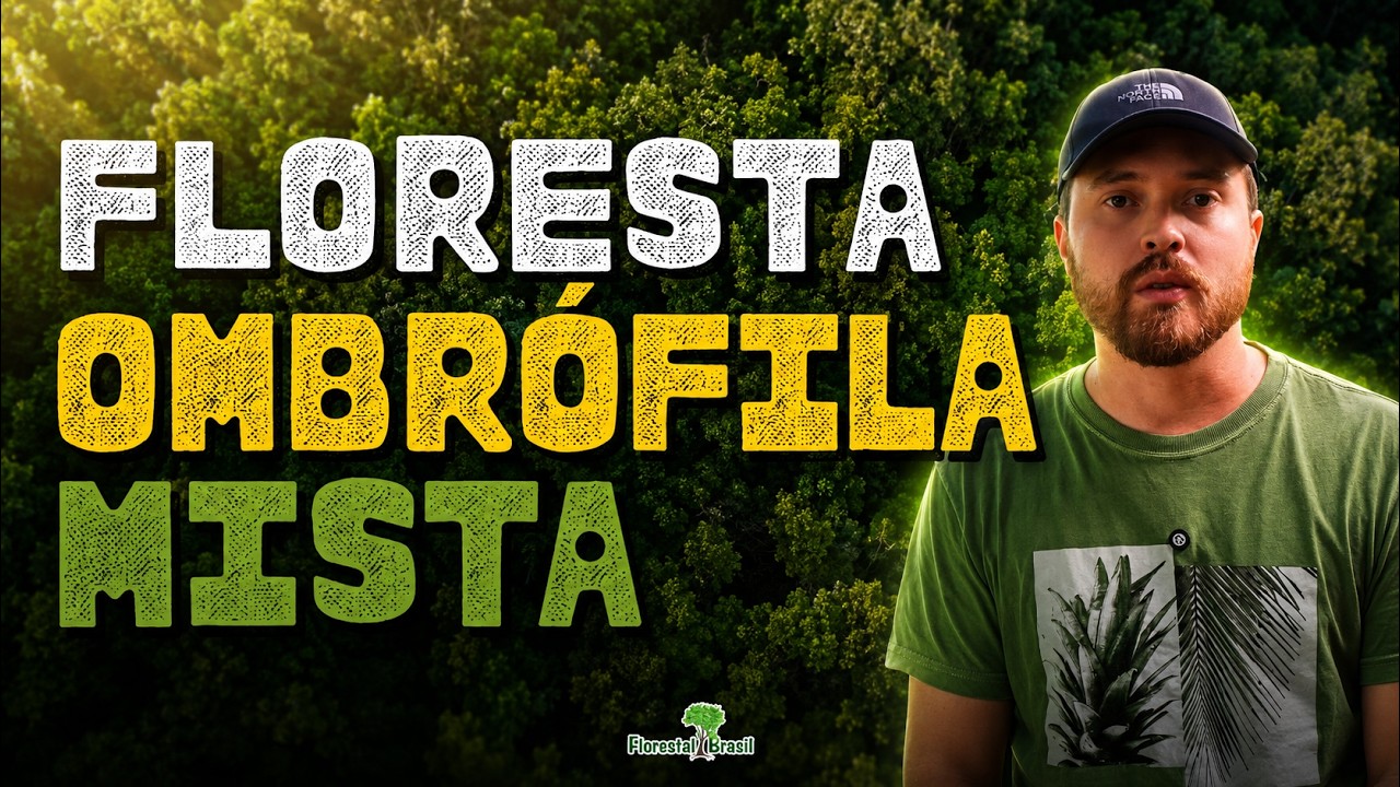 O que é a FLORESTA OMBRÓFILA MISTA? Tudo sobre a MATA de ARAUCÁRIAS!