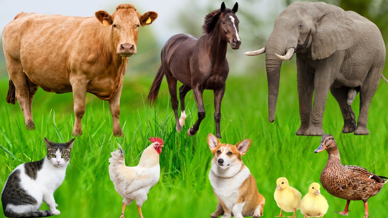 Farm Animal Moments: Elephant, Sheep, Cow, Dog, Cat, Chicken, Horse, Fish, Buffalo – Animal Sounds