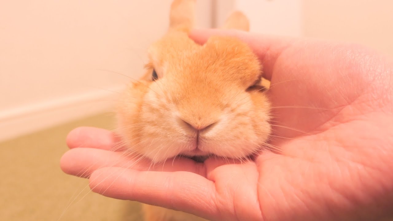 久々に飼い主に怒られて反省中のムギさん【No.910】