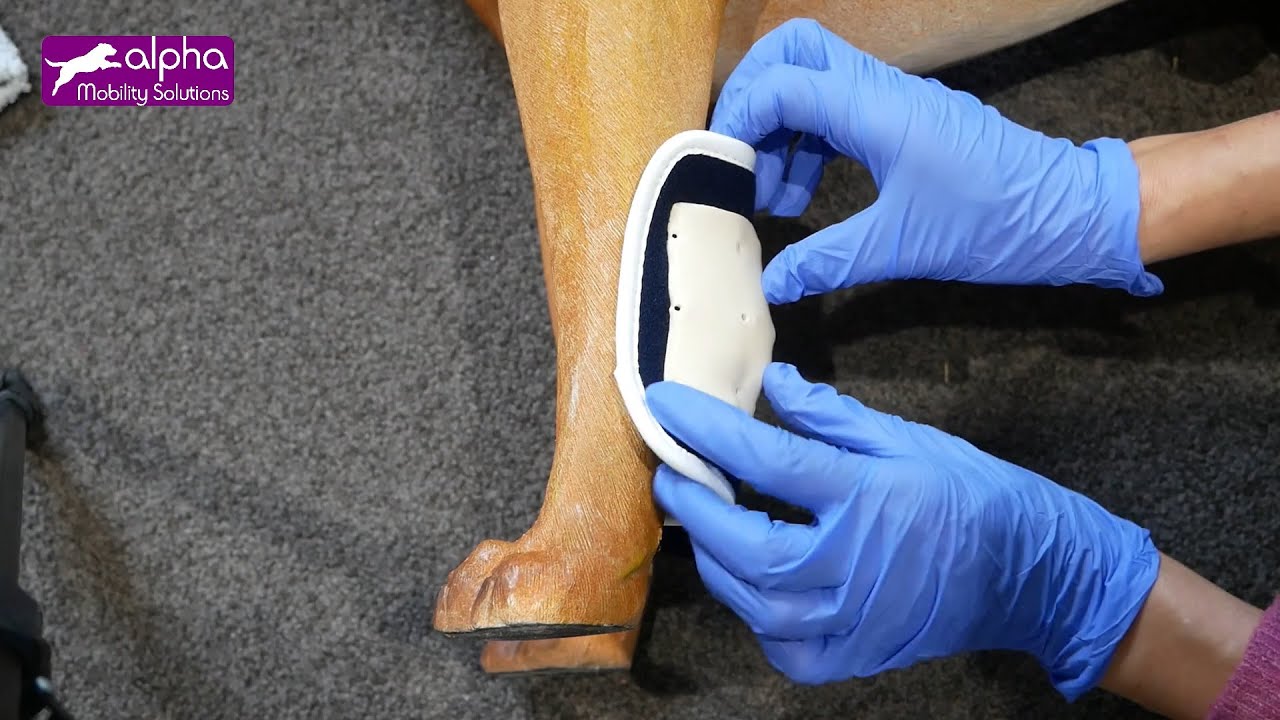 How to make a custom made carpal brace with a low Thermoplastic on your dog?