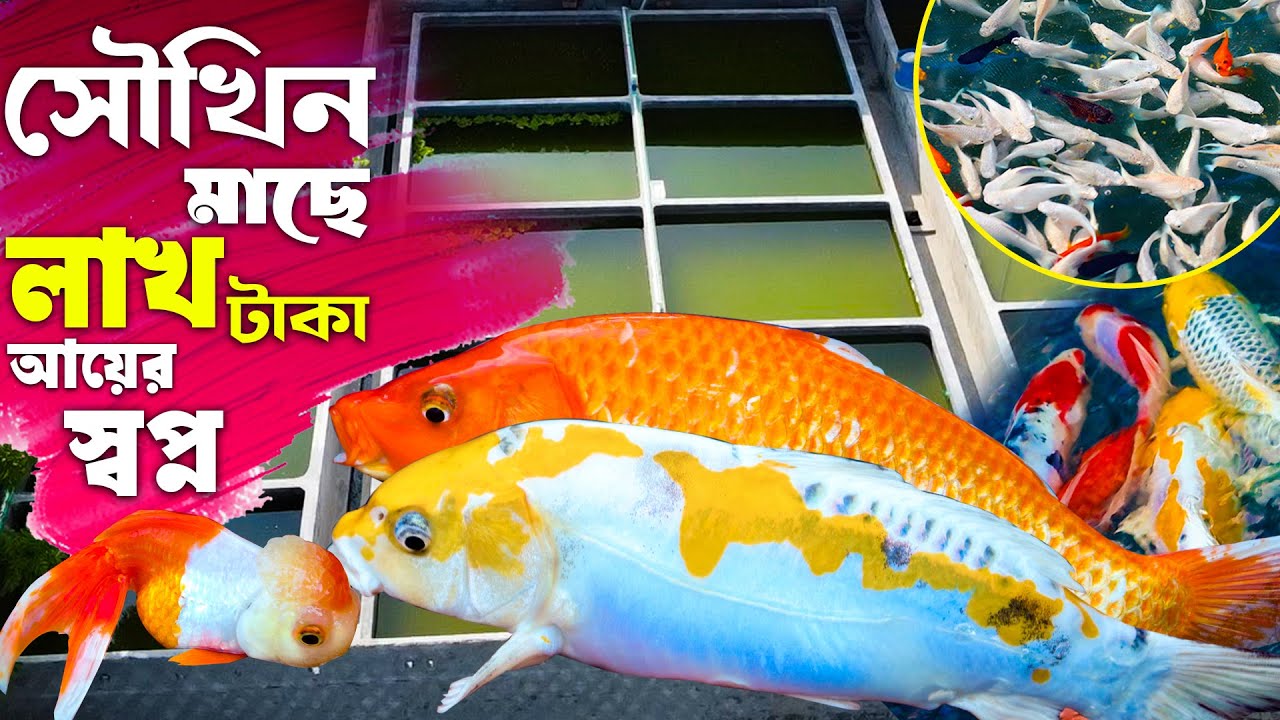 সৌখিন মাছ চাষে লাখ আয়ের স্বপ্ন তরুন উদ্যোক্তার | রঙ্গিন মাছ চাষ পদ্ধতি | Ornamental Fish Farming