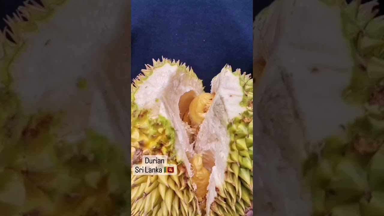 Durian in Sri Lanka 🇱🇰- 