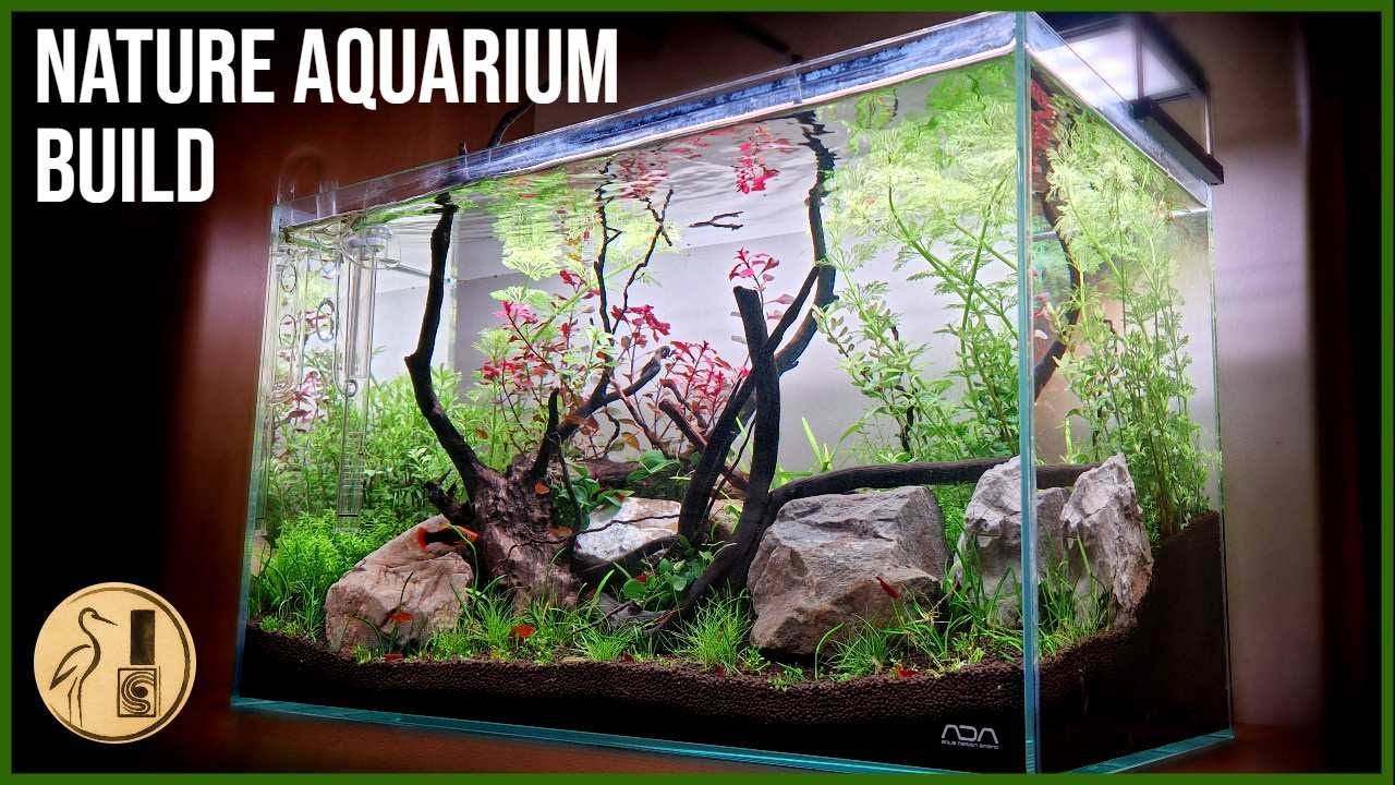 Nature Aquarium Build ADA 60P :-  Hardscape, Planting & Mindful Aquascaping