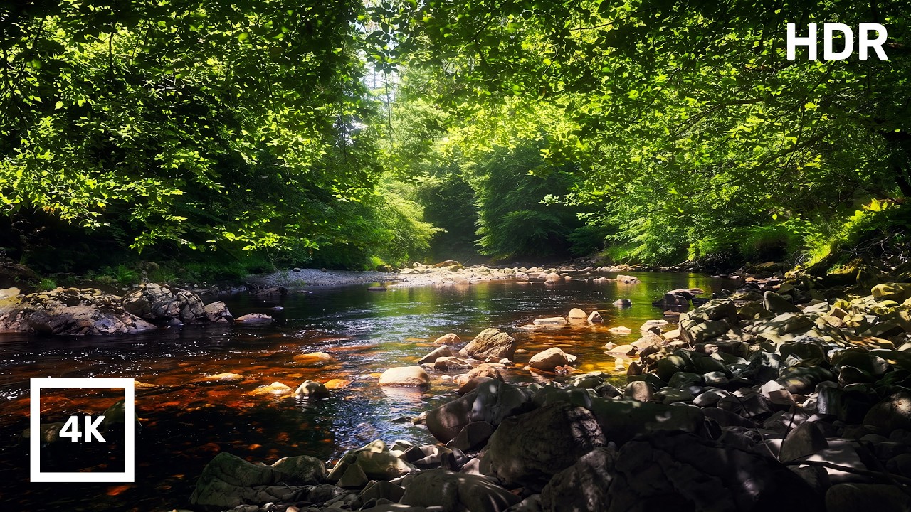 Forest River Nature Sounds with Birdsong | Gentle Stream Ambience in 4K for Sleep