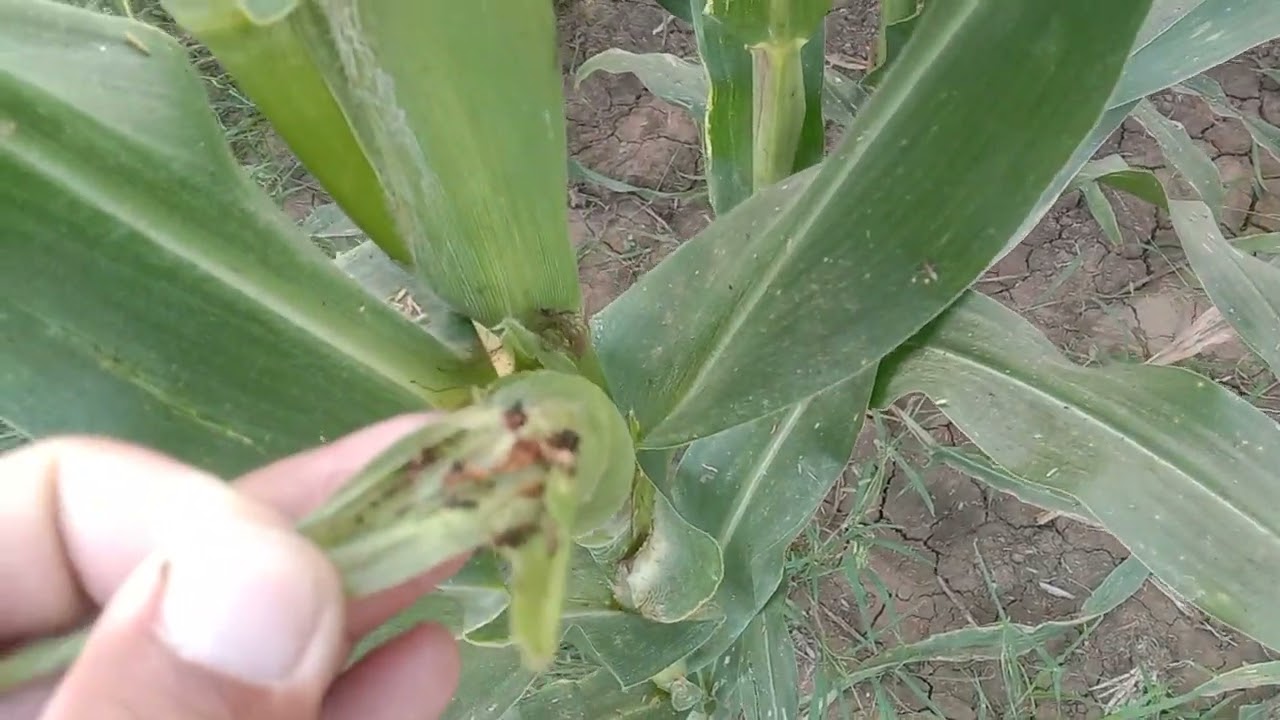 @cornfarming     45days old corn, the best timing to irrigate the corn plant next is on 55th day.