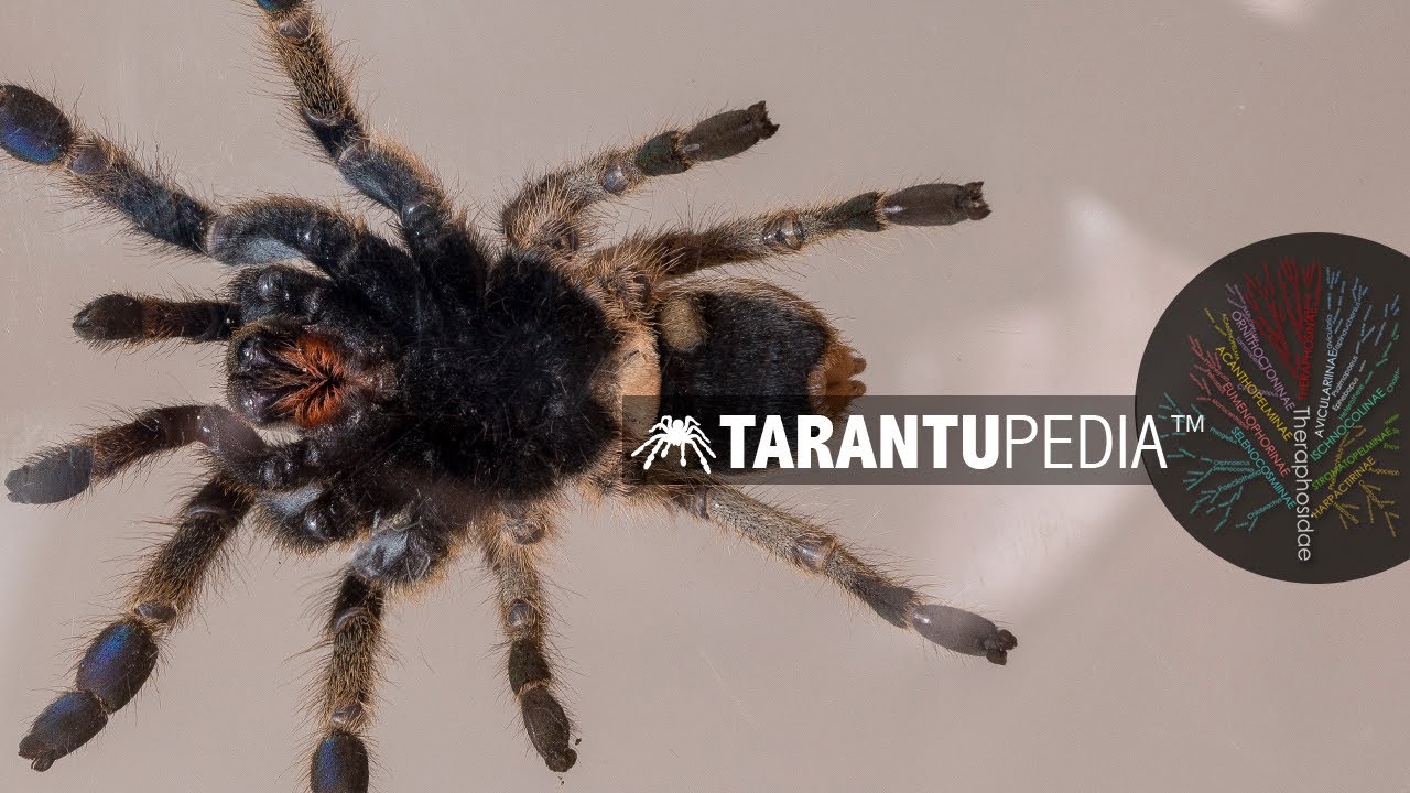 Ceratogyrus sanderi discovered in Botswana for the first time