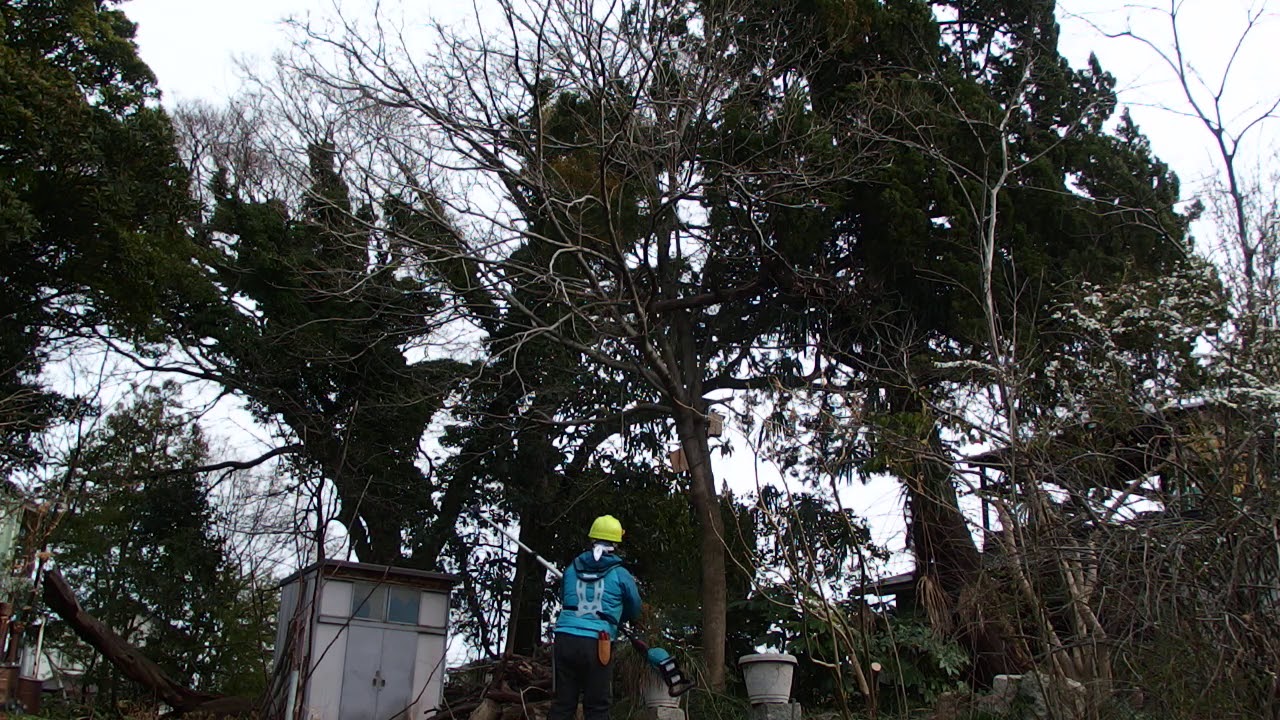 マキタ充電式高枝チェンソーMUA251Dを使ってみた！