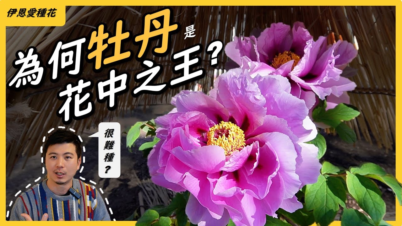 【花中之王，牡丹花!】牡丹花號稱花王，碩大的花朵，多變的姿態，都是王者風範，在台灣我們是很難將牡丹花種到開花的。牡丹花到底有多難種?為何這麼有魅力，我們一起來看看吧。＃伊恩愛種花＃牡丹花