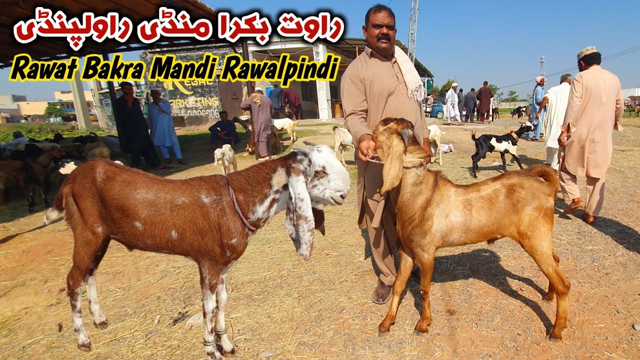 Rawat Bakra Mandi Rawalpindi Latest Update 15 October 2024