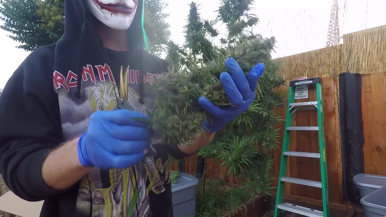 Blue Dream MASSIVE Harvest!!!!!! 2018