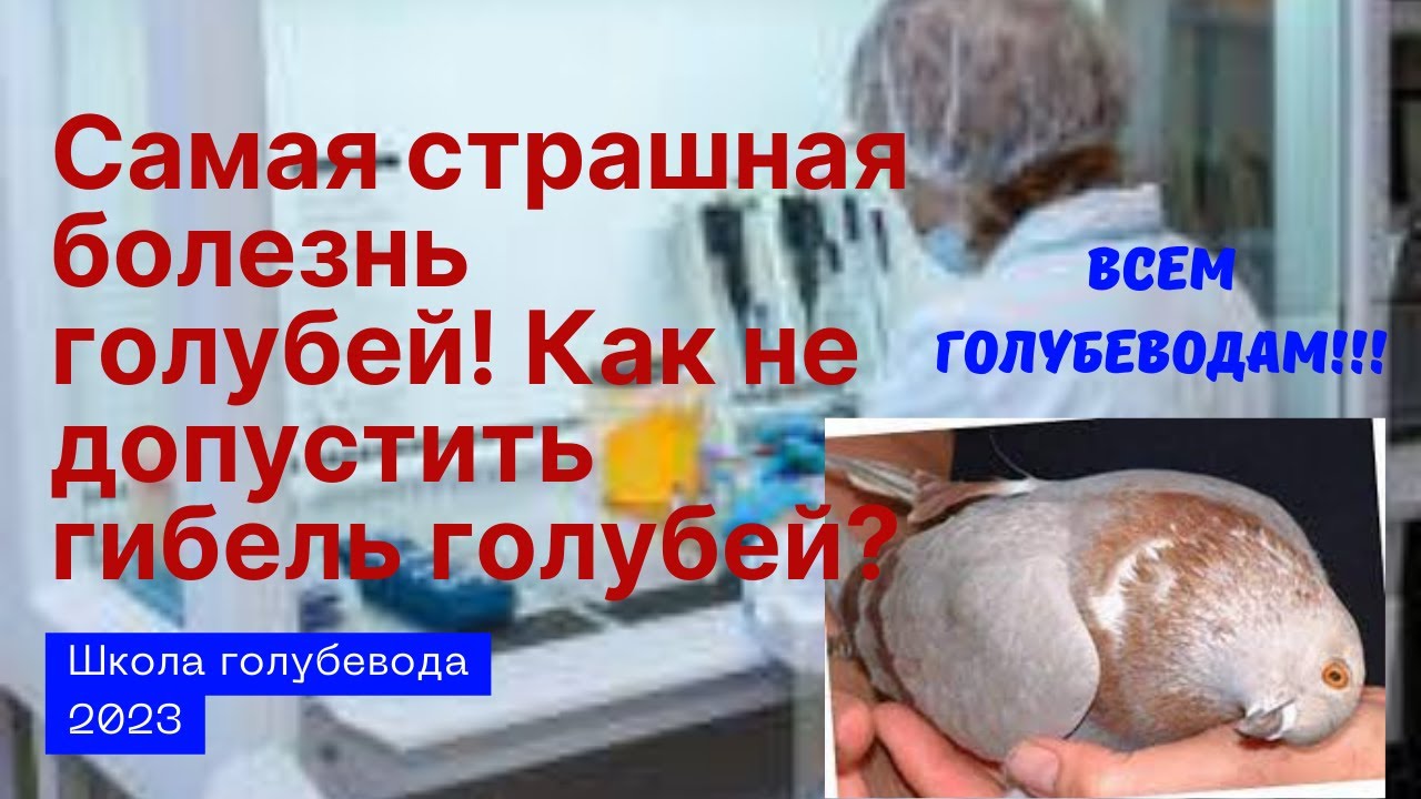 Самая страшная болезнь голубей! Как не допустить гибель голубей?