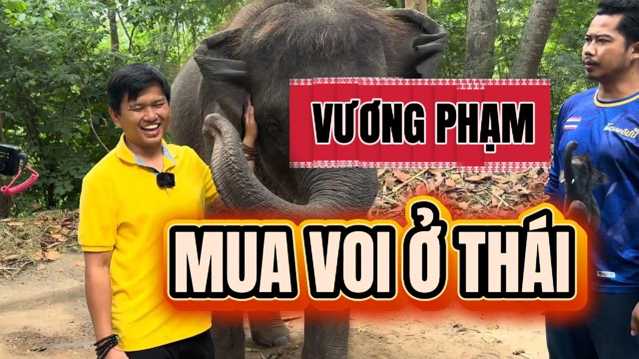 CHÚ VOI HIỂU ĐƯỢC TIẾNG NGƯỜI #doanvanbau #thanh0000 #xuanlam #vuongpham #namkhum #achanbau