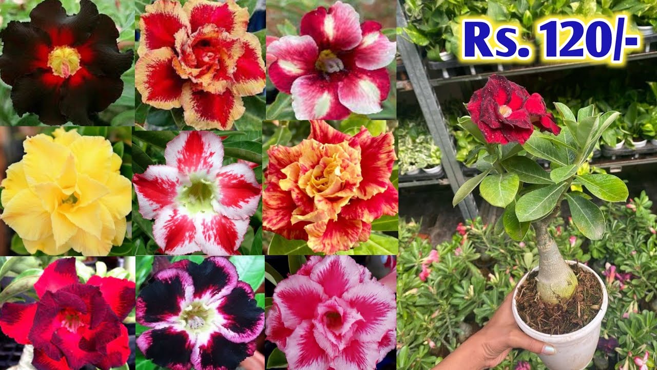 ₹ 120 each grafted adenium plant online sell very cheap price