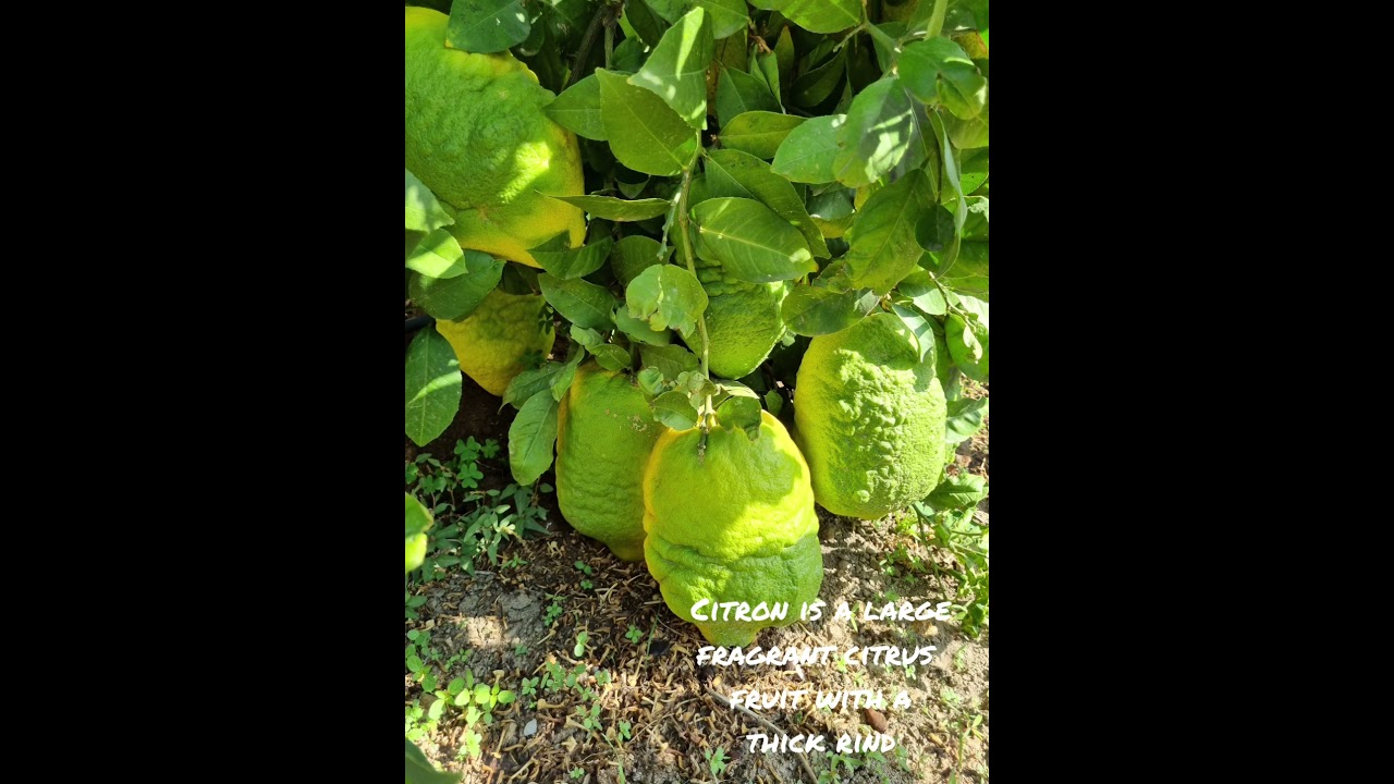 Sustainable Farm to Table  Philosophy - ELaiolithos' Orchard and Fruit Garden