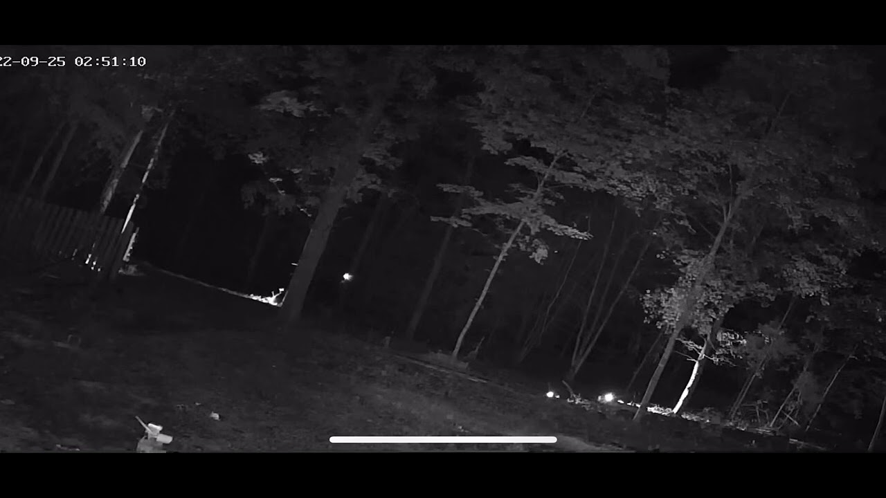 Infrared Light In Forest Tree Top Emitting Orbs Like A Portal Or Vortex