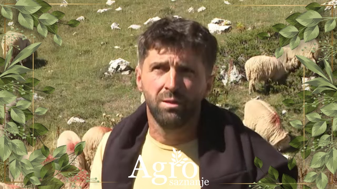  Katun Koštica, rakija iz NK, travar iz BP, sajam Berane  -  AGROSAZNANJE