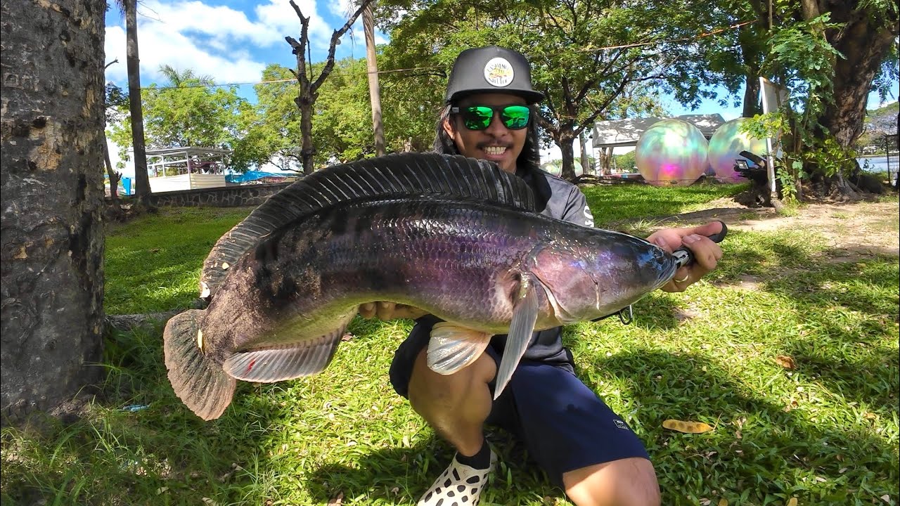 MAMA TOMAN! Giant Snakehead Lakeshore FISHING | Y6E24
