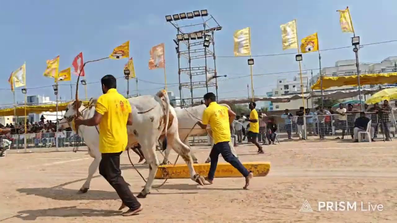 చిలకలూరిపేట 2 పళ్ళు 10వ RK BULLS (పరమేశ్వర 💥 మహేశ్వర ) వేటపాలెం బాపట్ల జిల్లా 💥