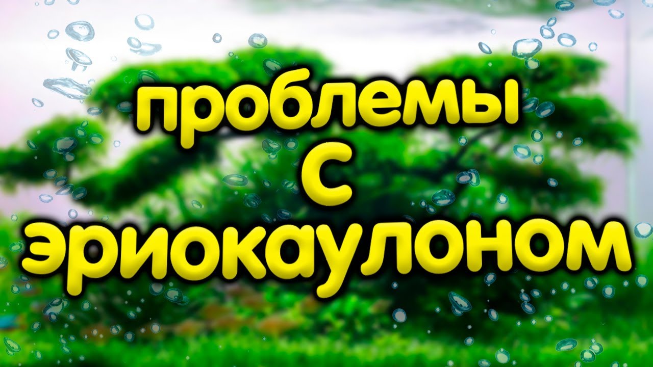 Что-то непонятное происходит с eriocaulon setaceum/эриокаулон ситацеум.