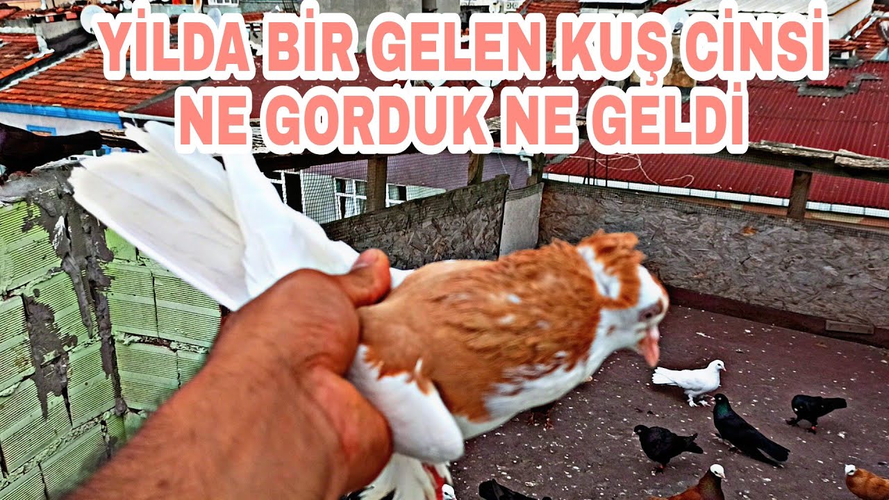 YİLDA BİRKES GELEN CİNS GÜVERCİN NE GÖRDÜK NE YAKALADİK