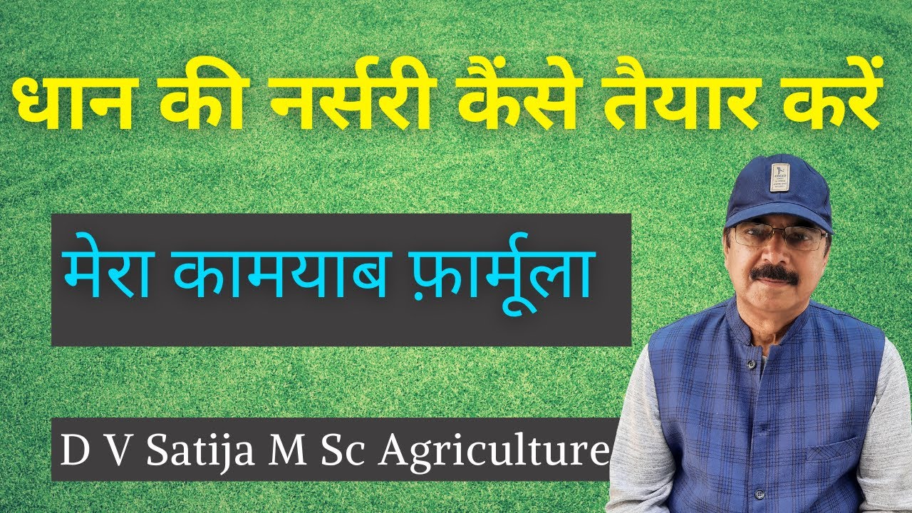 Dhan ki nursery kaise taiyar kare । paddy nursery management ।
