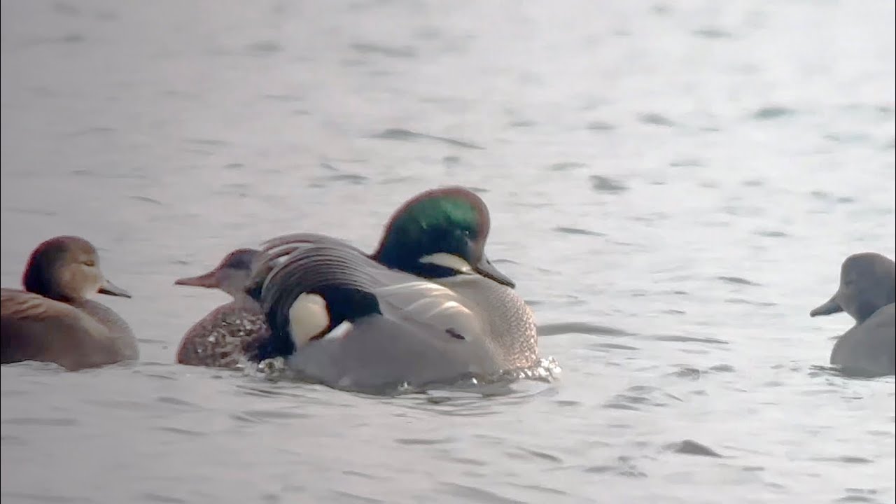 Canard à faucilles, Falcated Duck, Mareca falcata, Zoetermeer, Pays-Bas, Février 2026