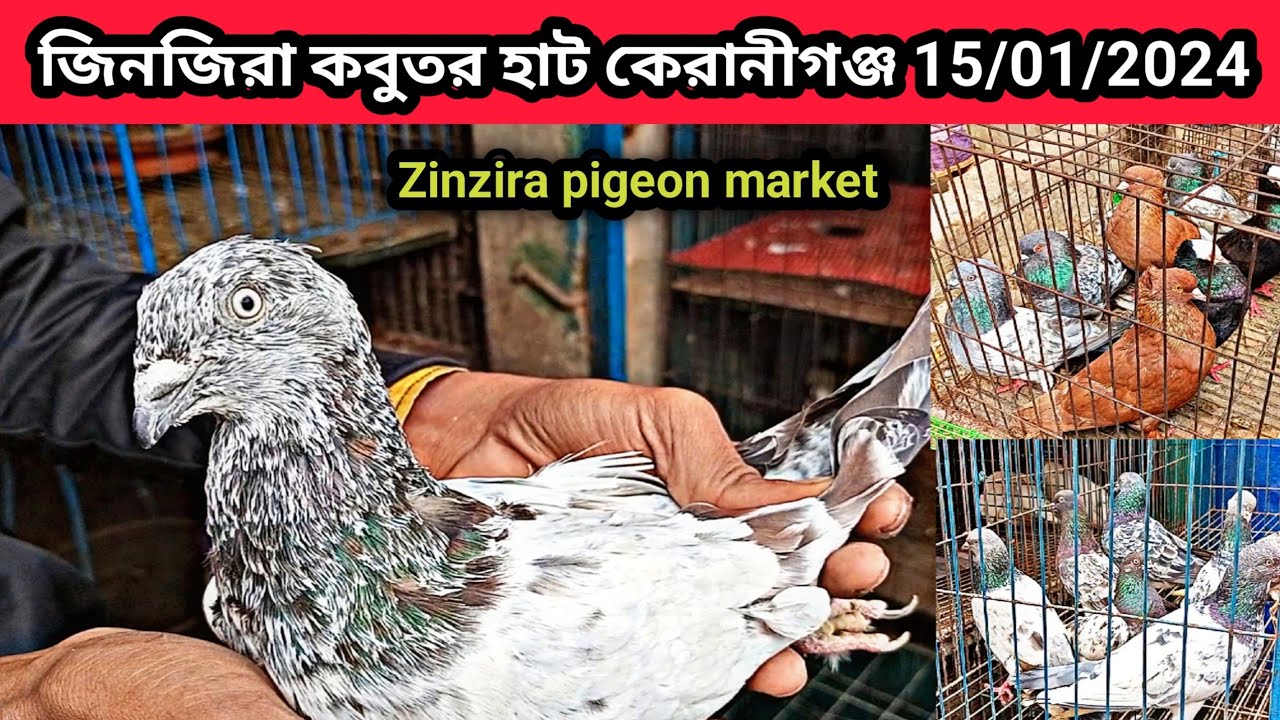 15/01/2024 জিনজিরা কবুতর হাট কেরানীগঞ্জ।জিনজিরাকবুতরের হাট।Zinzira pigeon market price in bd.pigeon