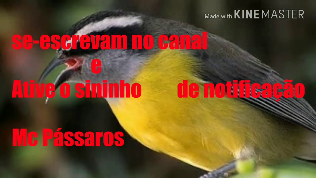 CANTO DE SIBITE BATENDO BELGA PARA ENCARTE E ESQUENTA O SEU SIBITE