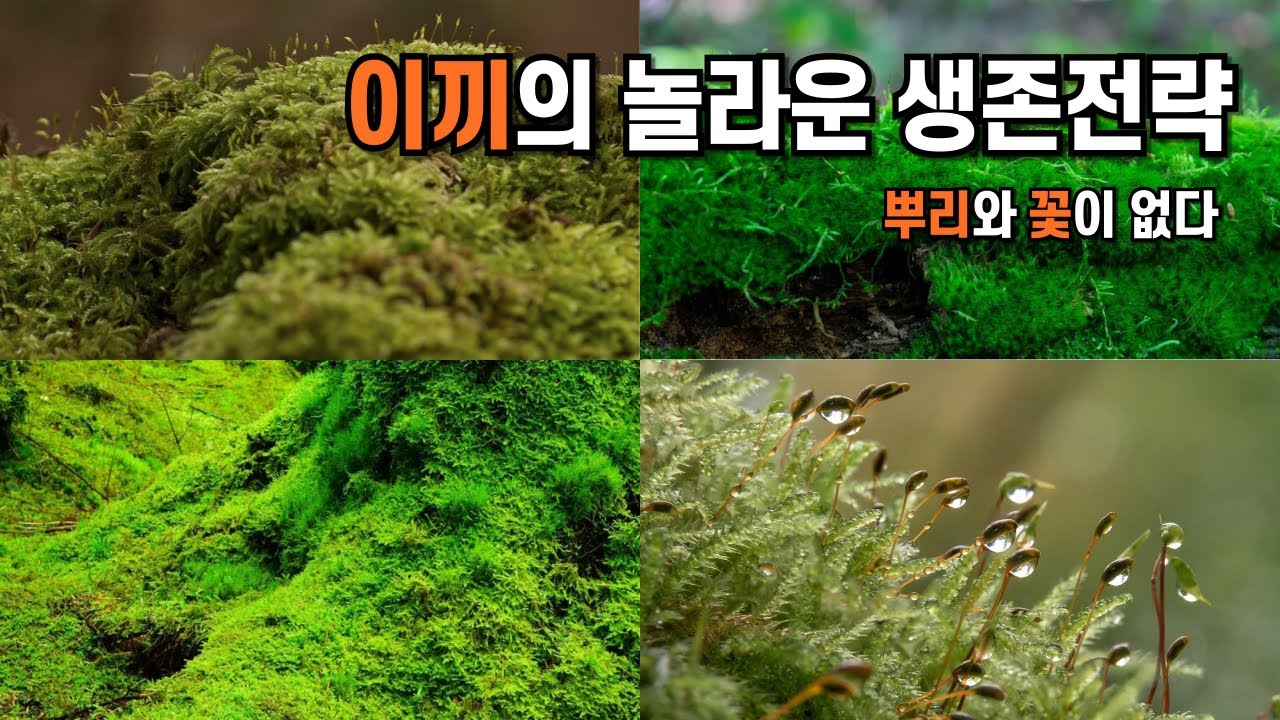 이끼의 놀라운 생존전략